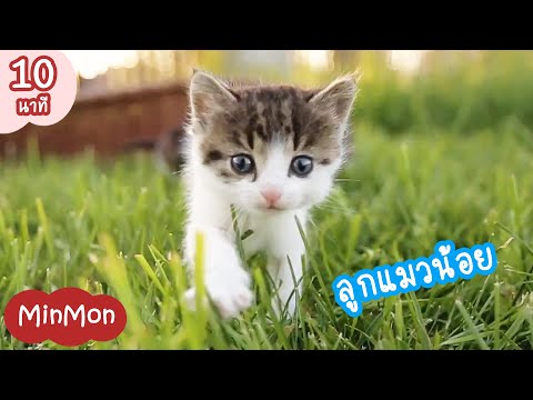 เพลงเด็ก ลูกแมวน้อย ลูกแกะน้อย ตัวจริง ตัวเป็นๆ น่ารักแสนซน ยาว 10 นาที | MinMon