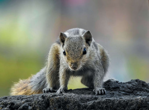 10 Best Squirrel Repellents: Keeping Squirrels At Bay | Predator Guard