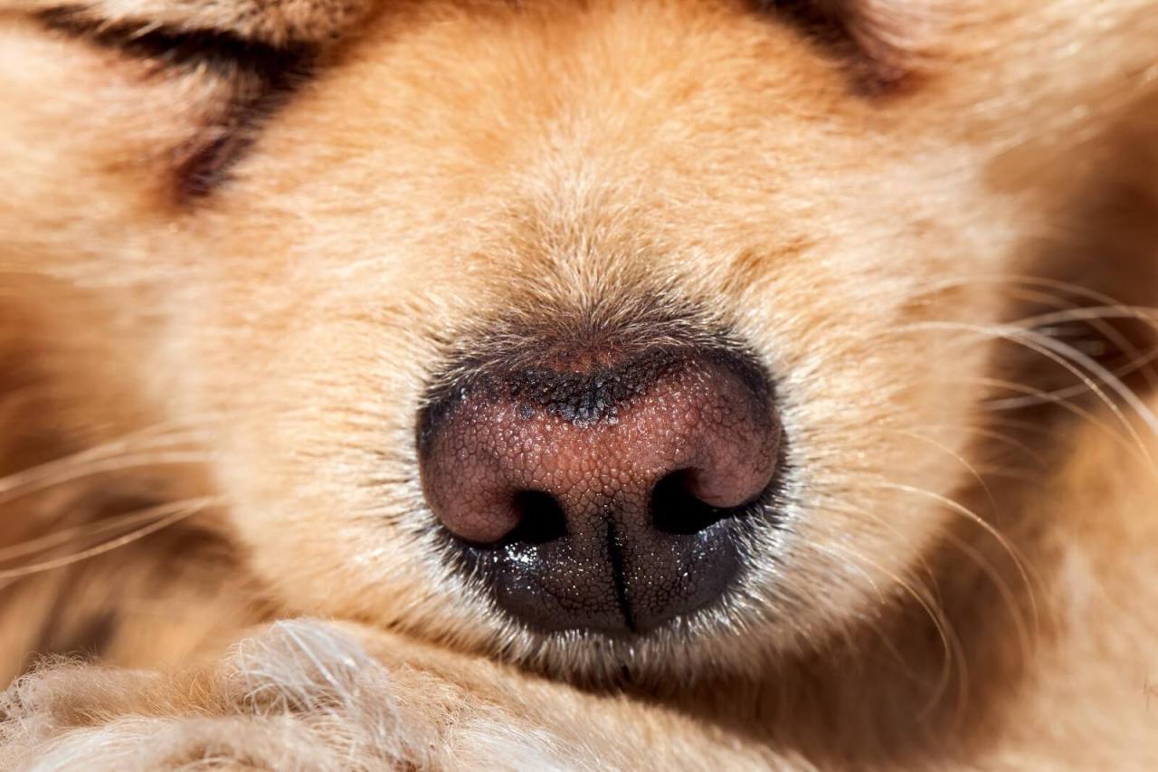 Reasons Why Your Dog'S Nose Is Warm