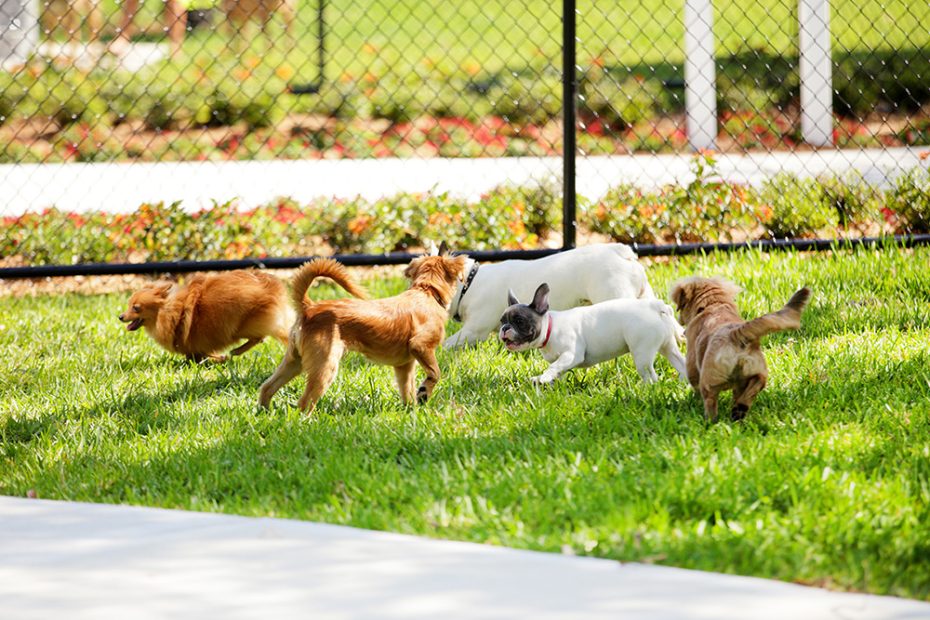 How To Create A Dog Park In Your Neighborhood · The Wildest