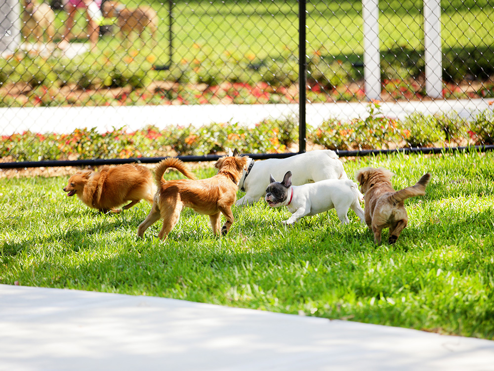 How To Create A Dog Park In Your Neighborhood · The Wildest