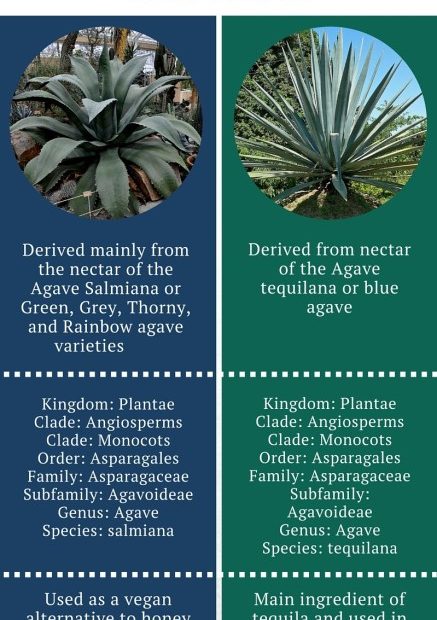 Difference Between Agave And Blue Agave | Properties, Nutrients, And Uses