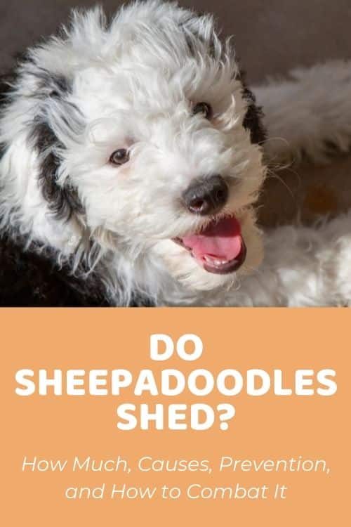 Sheepadoodle Temperament: Pros, Cons, And Family Suitability - Doodle Doods
