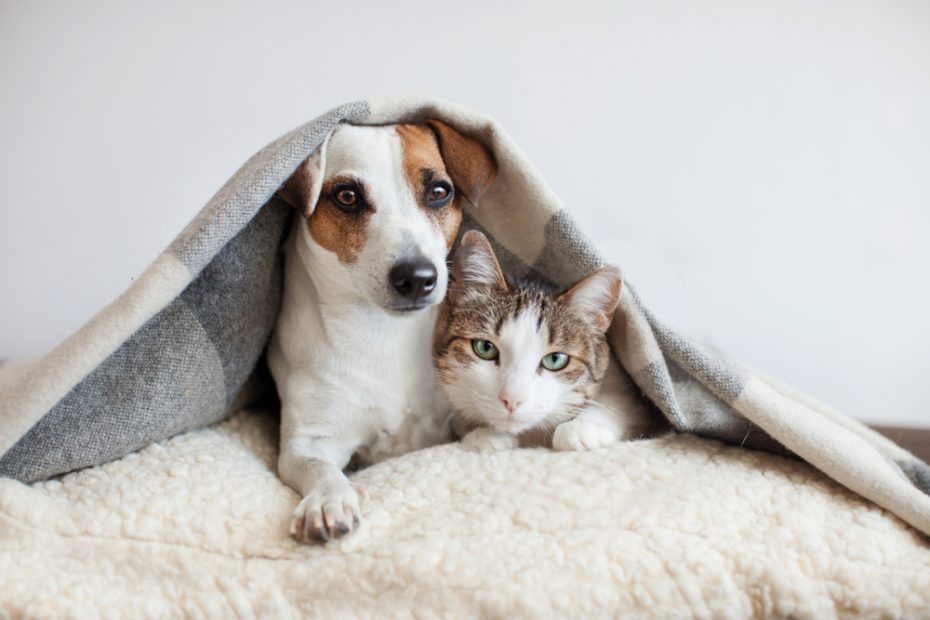 What Is Zoonoses? Can Our Cats And Dogs Actually Give Us Diseases? |  Discover Magazine