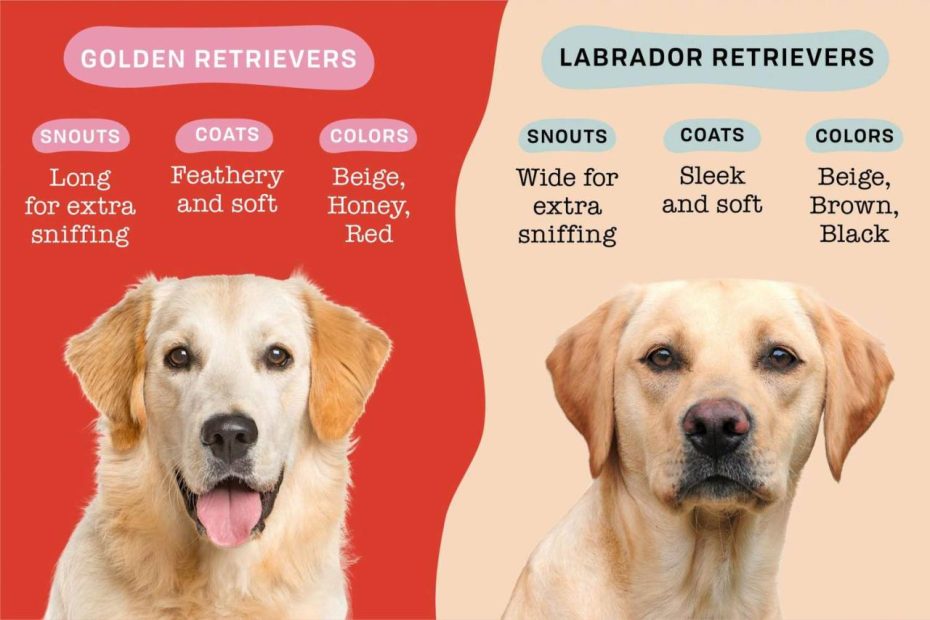 Golden Retriever Vs. Labrador Retriever: Which Dog Breed Is Right For You?