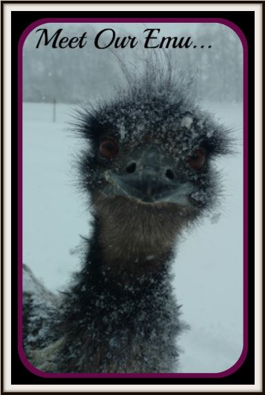 Emu & Rare White Emus : Moonlightvalleyfarm.Com - Store