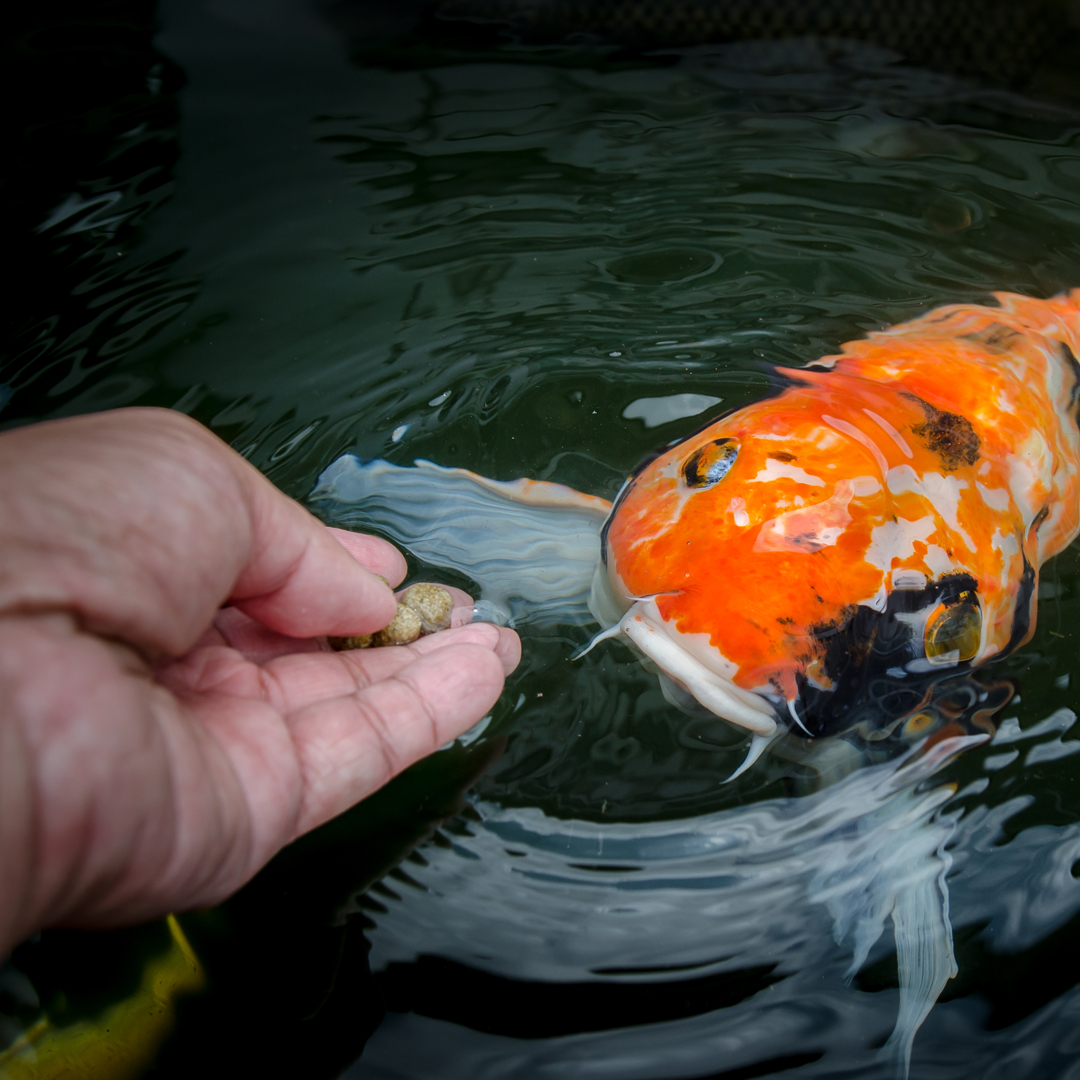 Feeding Your Koi And Goldfish: The Dos And Don'Ts | Next Day Koi
