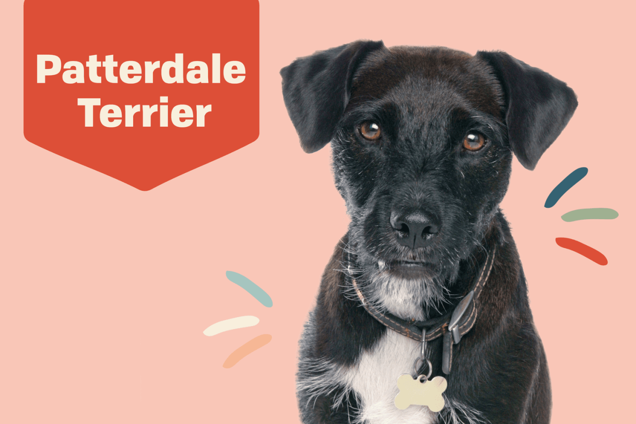 Patterdale Terrier Dog Breed Information And Characteristics
