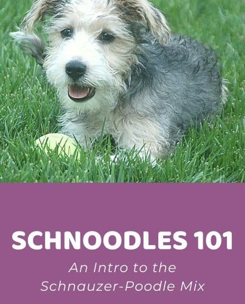 Schnoodle 101: An Intro To The Schnauzer-Poodle Mix - Doodle Doods