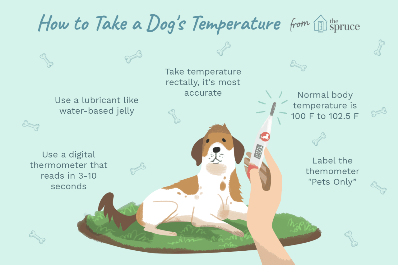 How To Check Your Dog'S Body Temperature