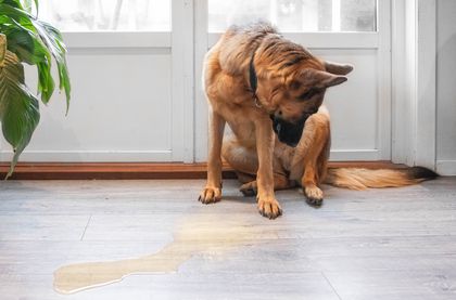 Submissive Dog Behaviors To Know