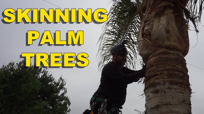 9 Ways to Cut a Palm Tree Down Without a Chainsaw - Atlas Tree