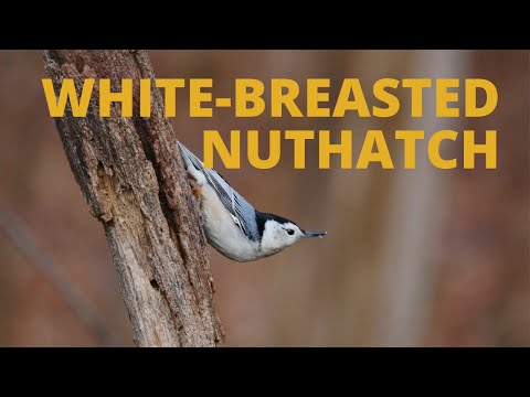 White-Breasted Nuthatch - American Bird Conservancy