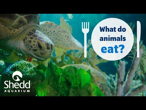 Sea Curious: What Do Animals Eat?