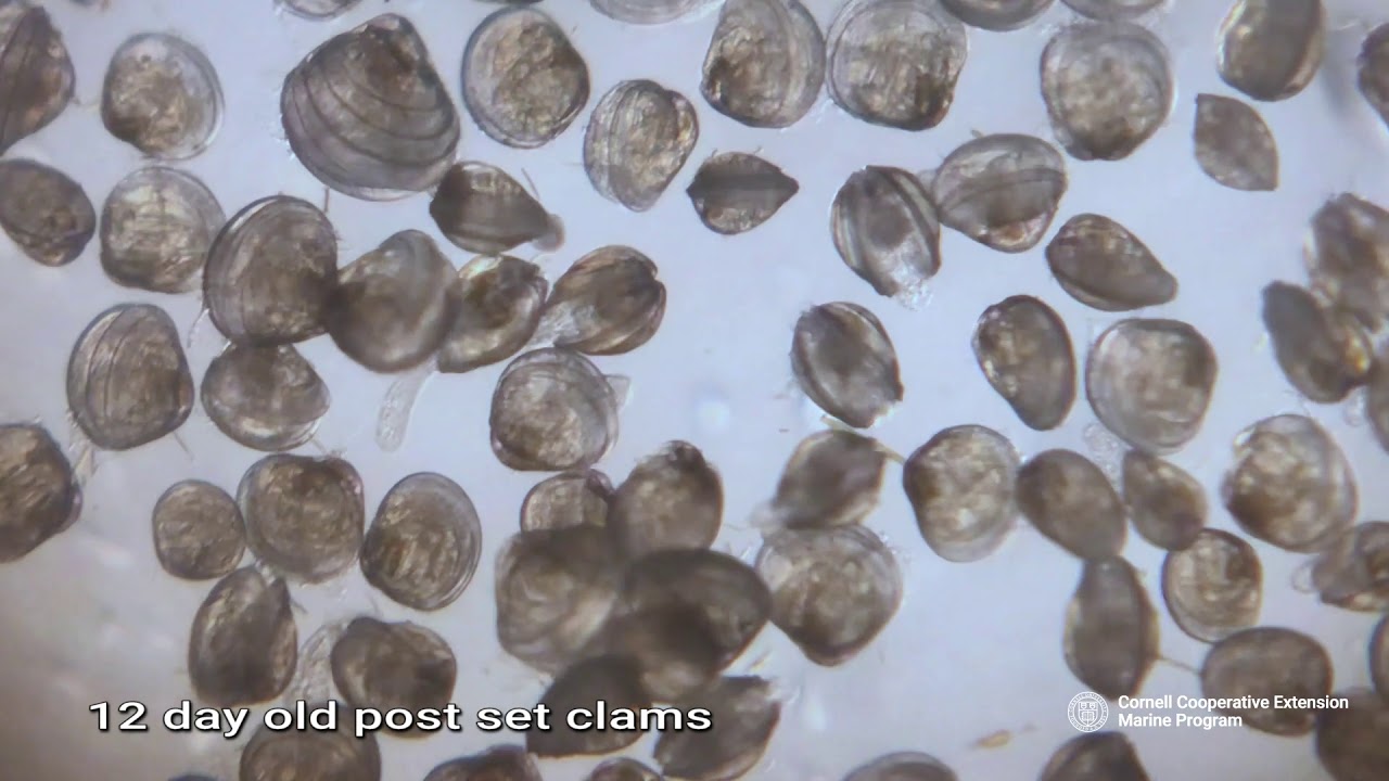 A Unique Look At Clam Larvae Growth - Youtube