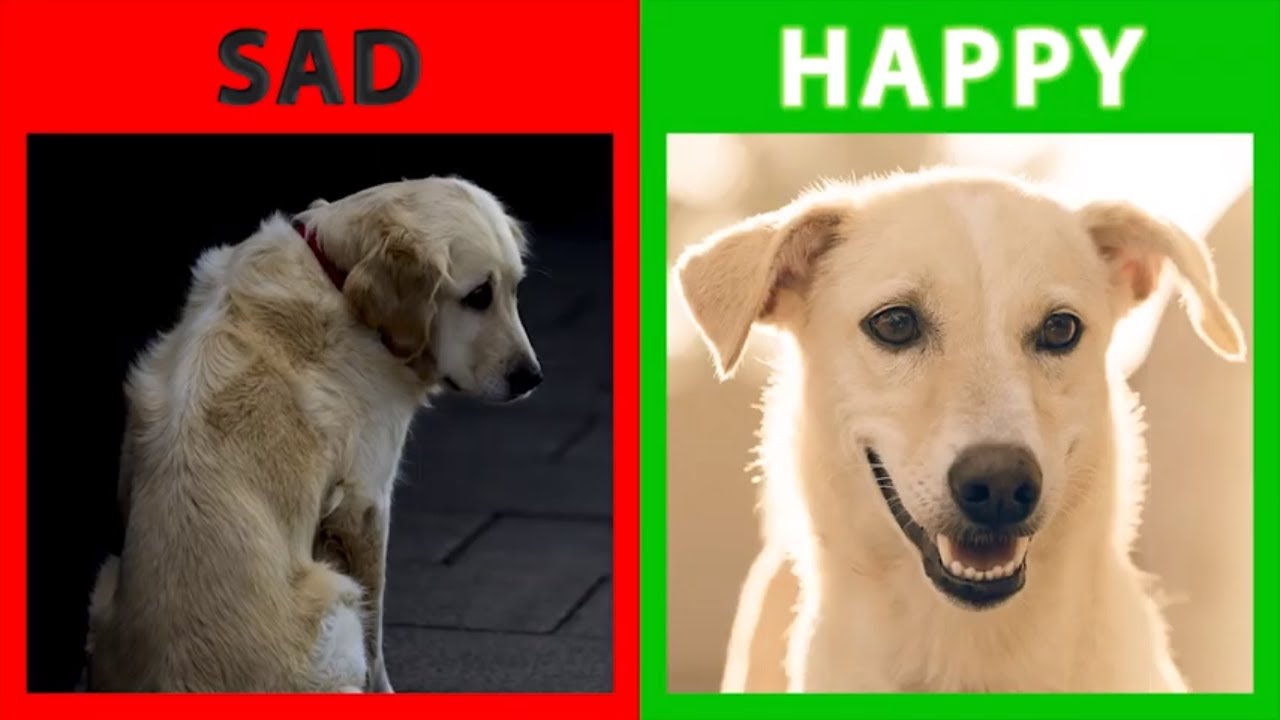 🐕 Is Your Dog Happy Or Sad? Top 10 Signs Your Dog Is Happy With You! -  Youtube