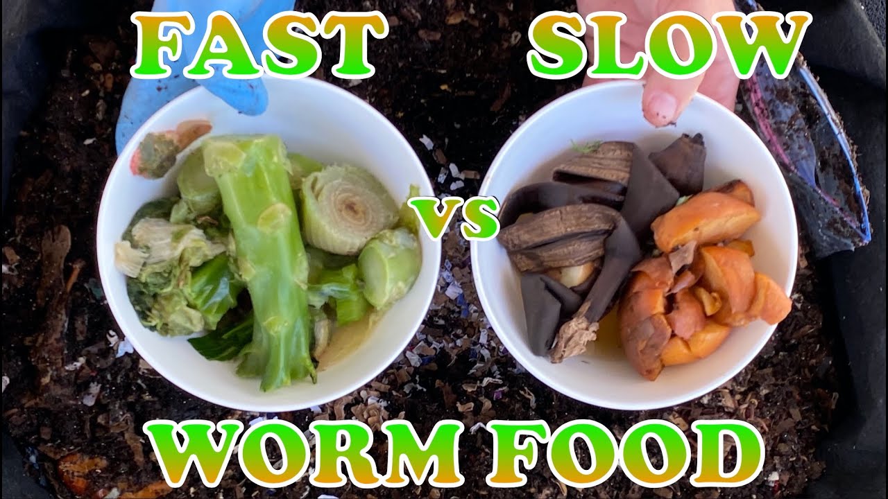 What Foods Do Compost Worms Break Down Fastest? Vermicompost Worm Farm -  Youtube