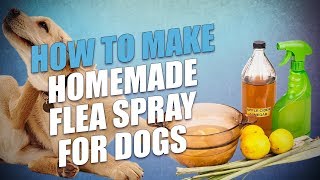 How To Make Homemade Flea Spray For Dogs (3 Non-Toxic Diy Recipes)