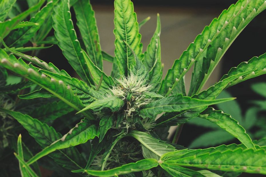 How To Protect Your Cannabis Plants From Heat Stress - Rqs Blog